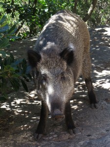 La cucina sarda - cinghiale sardo